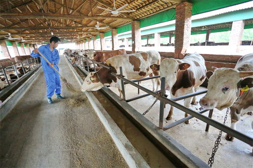 江西金溪 多产融合促发展，竹制品加工为乡村振兴注入新活力